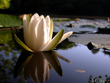 Nymphaea alba.jpg